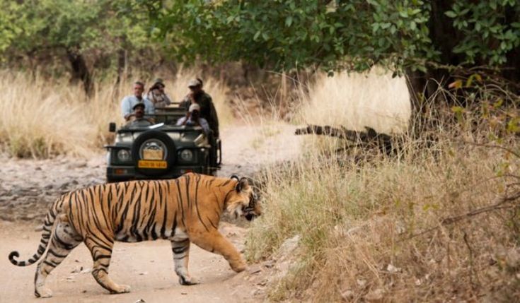 Safari Tour in India